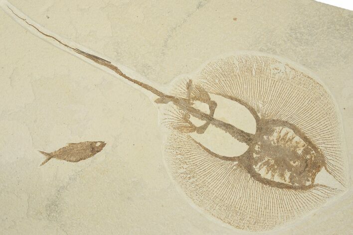 Fossil Stingray (Heliobatis) With Knightia - Wyoming #202113